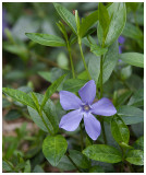 Vinca minor