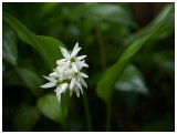 Allium ursinum