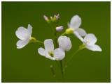 Cardamine pratensis