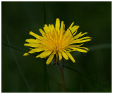 Taraxacum sp.