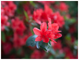 Azalea