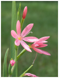 Lily