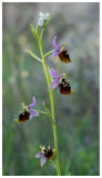 Ophrys fuciflora