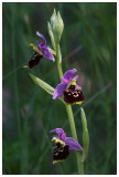 Ophrys fuciflora