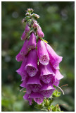 Digitalis purpurea