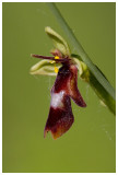 Ophrys insectifera