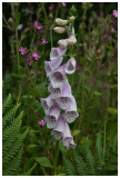 Digitalis purpurea