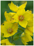 Lysimachia punctata