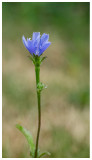 Cichorium intybus