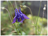 Aquilegia vulgaris