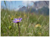 Aster alpinus