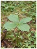 Paris quadrifolia