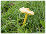 Hygrocybe chlorophana     