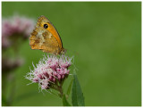 Pyronia tithonus  