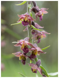 Epipactis atrorubens