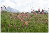 Onobrychis viciifolia