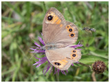 Lasiommata maera
