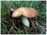 Suillus granulatus