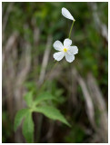 Ranunculus aconitifolius  