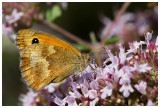 Pyronia tithonus  