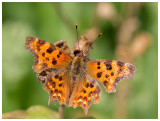 Polygonia c-album