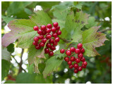 Viburnum opulus