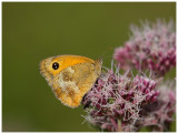 Pyronia tithonus  