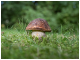 Leccinum scabrum