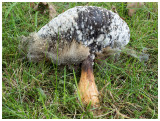 Filamentous fungus on mushroom