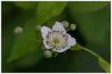Rubus fruticosus  