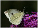 Pieris rapae