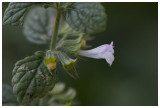 Melissa officinalis  