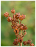 seed pods