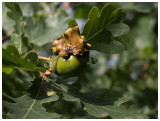 Oak gall   