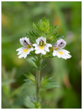 Euphrasia