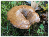 Paxillus involutus   