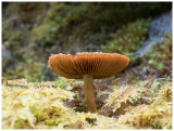 Cortinarius   