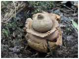 Geastrum triplex
