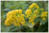 Solidago virgaurea   