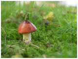 Russula nitida