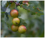 oak apples