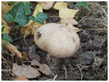 Scleroderma verrucosum  