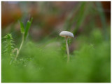 Microcollybia spec.