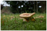 Paxillus involutus   