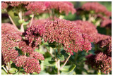 Sedum spectabile