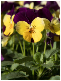 viola