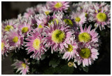 autumn aster