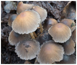 Coprinus micaceus