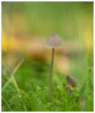Mycena