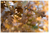 oak apples